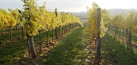 Traisental Wine Tasting 2013
