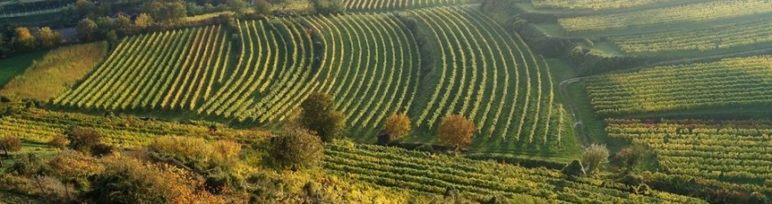 Weinbaugebiet Traisental