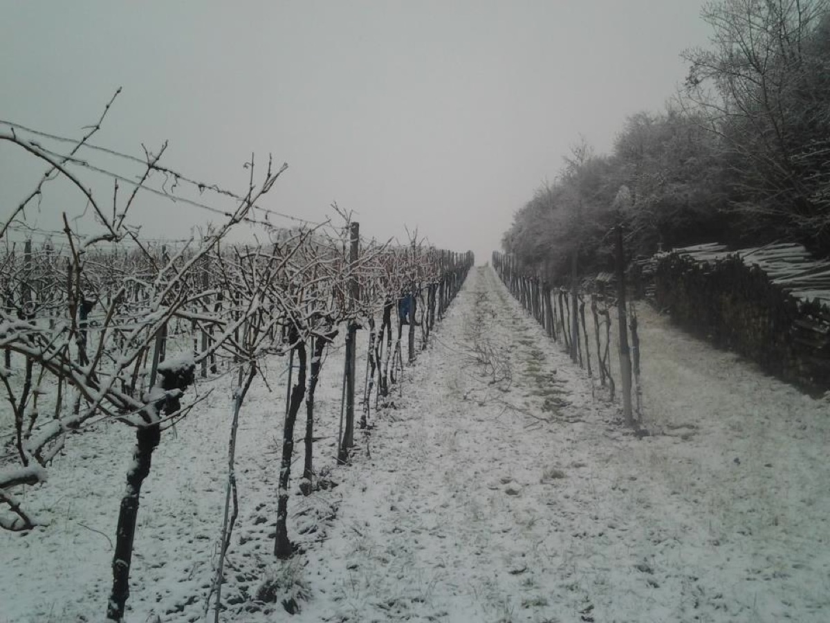 weingarten2